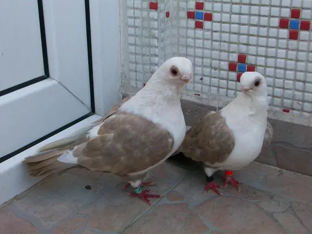 bango guvercin fiyatlari 1 bango guvercin fiyatlari 1