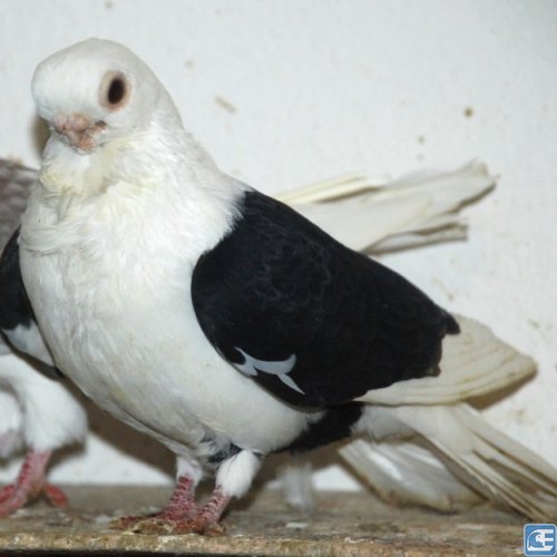 bango guvercin fiyatlari 2 bango guvercin fiyatlari 2