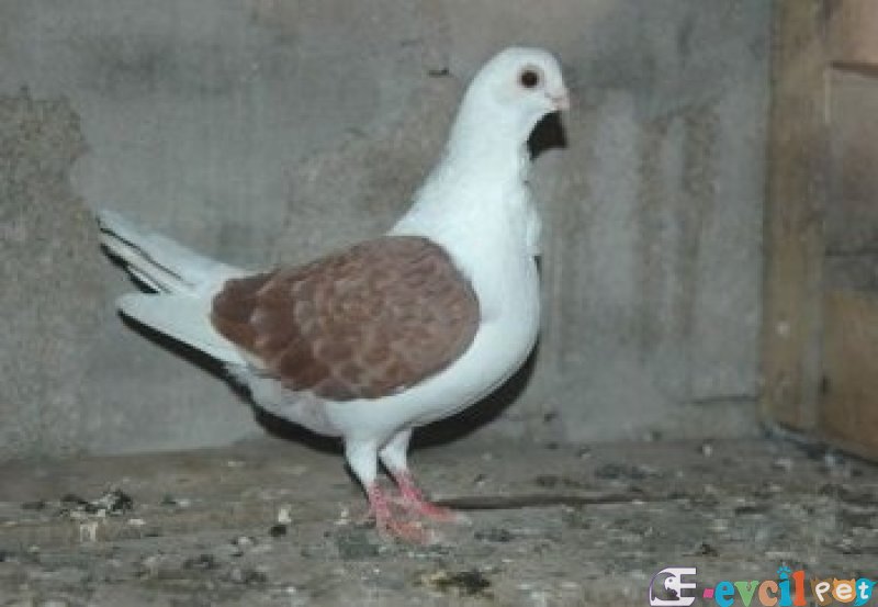 bango guvercin fiyatlari 3 bango guvercin fiyatlari 3