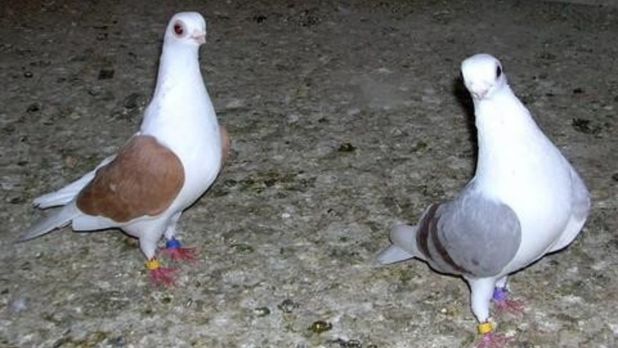 bango guvercin fiyatlari 4 bango guvercin fiyatlari 4