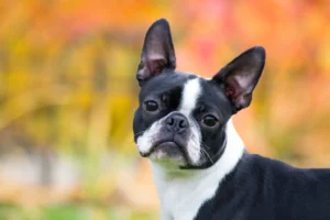 2026 Boston Terrier Fiyatları