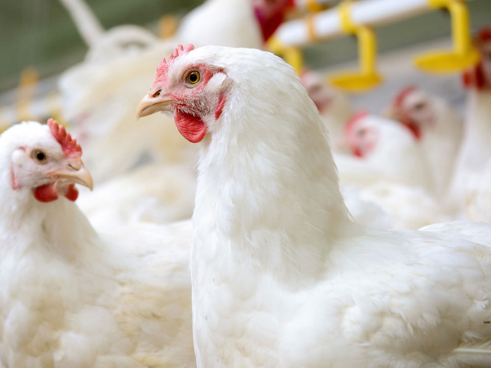 isa tinted tavuk fiyatlari