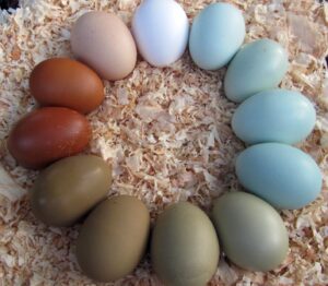 2026 Mavi Yumurta Tavuğu (Ameraucana) Fiyatları